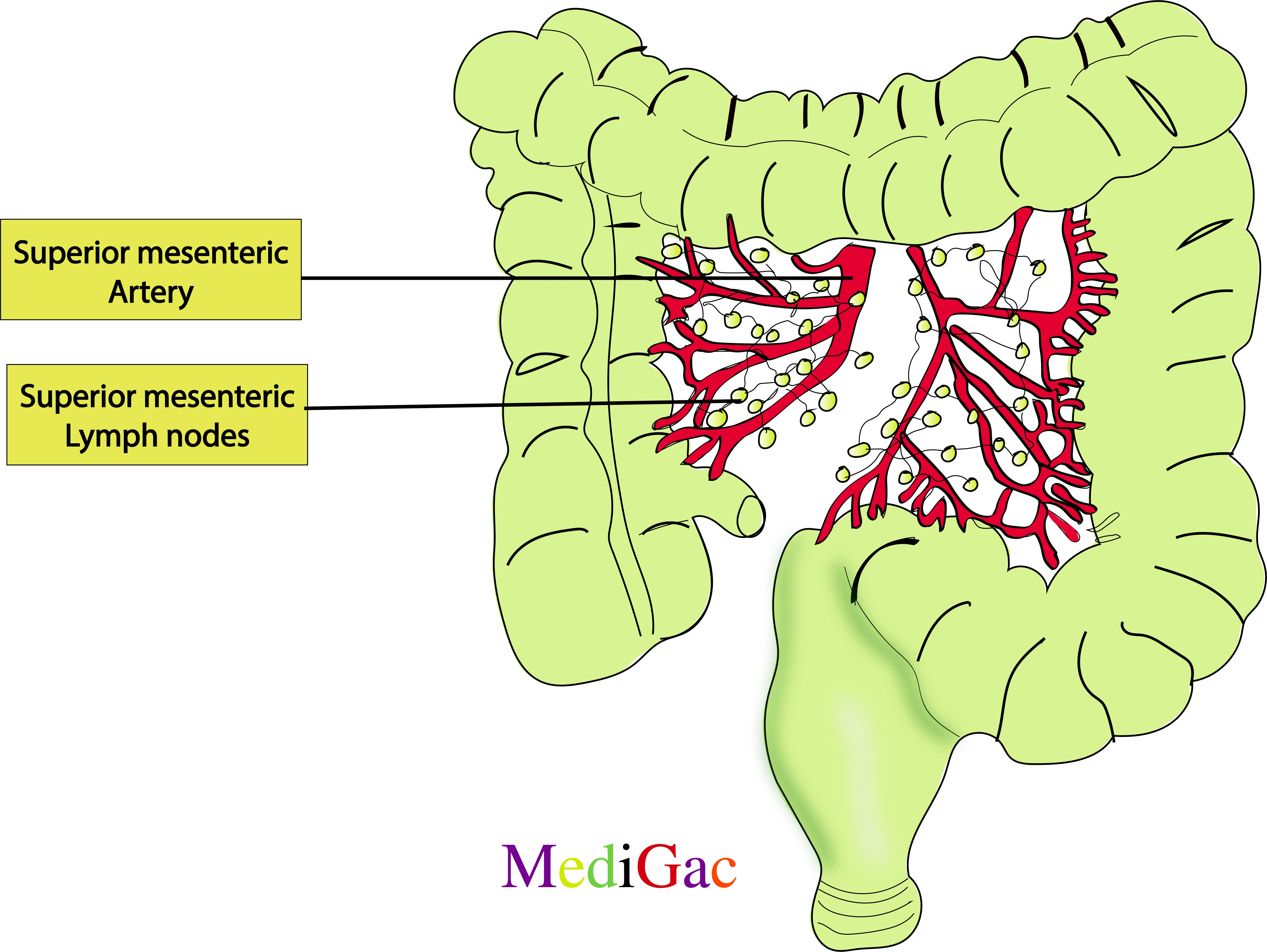 Superior mesenteric lymph nodes